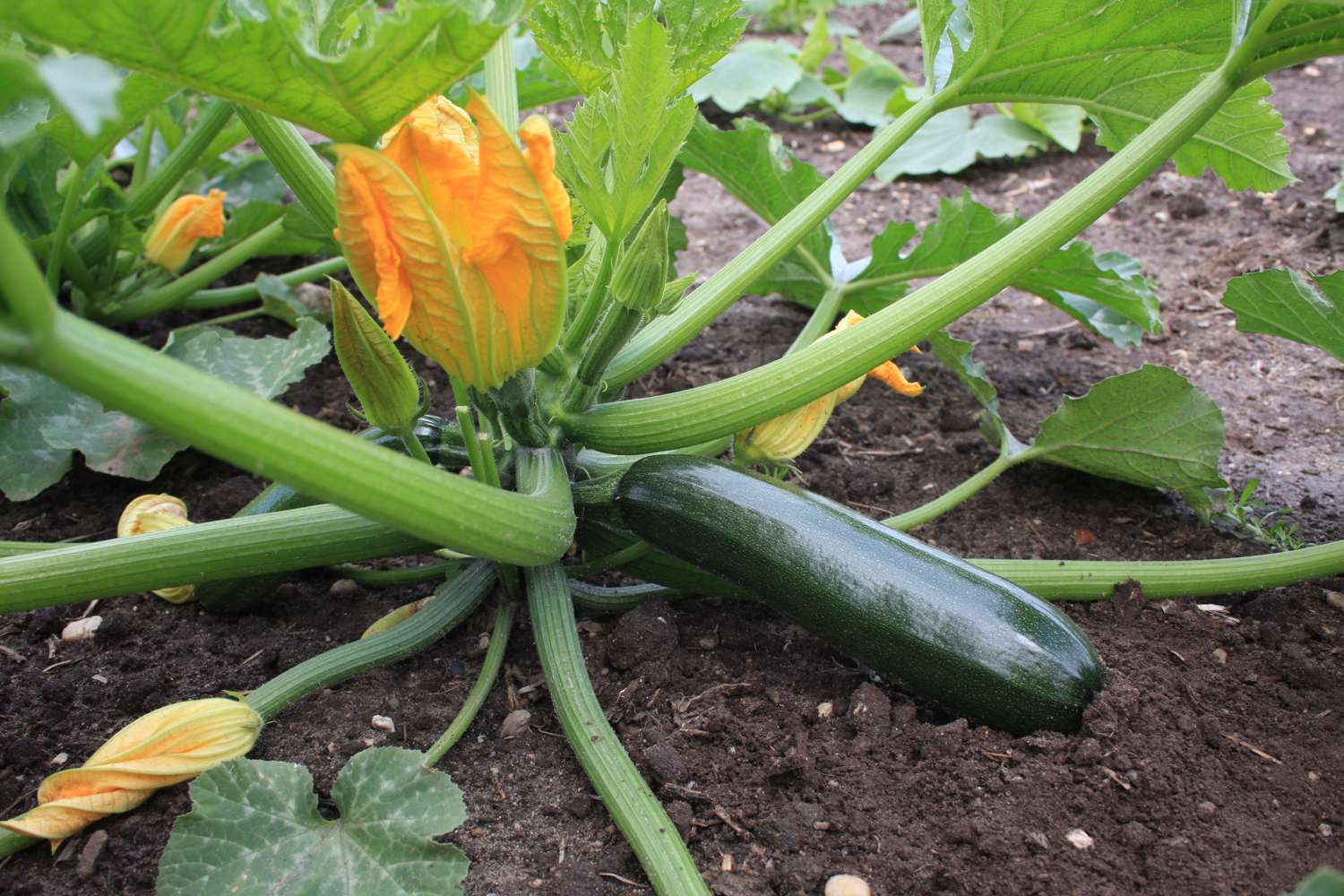 Courgette 'Black Beauty' (graines BIO)